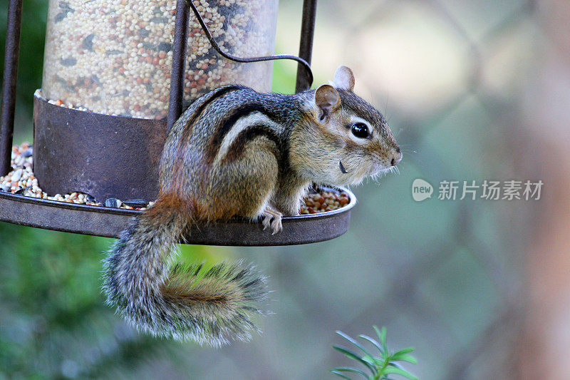 加拿大:东部花栗鼠(Tamias striatus)